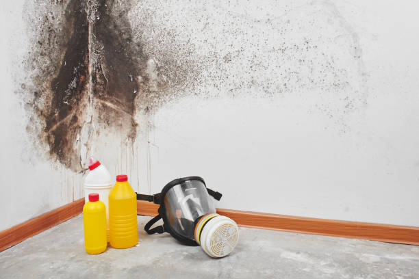Best Crawl Space Mold Removal  in Chena Ridge, AK