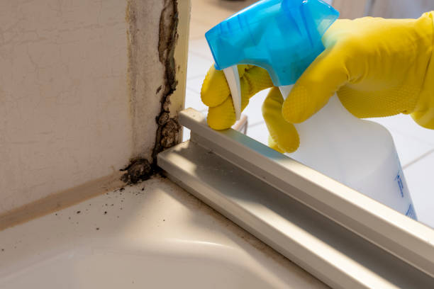 Attic Mold Removal in Chena Ridge, AK