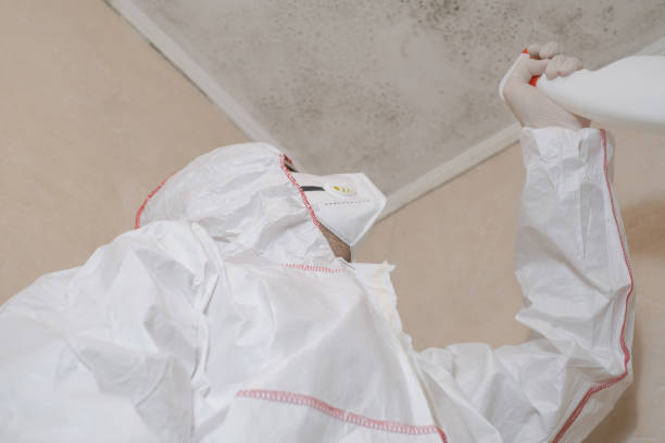 Best Mold Damage Repair  in Chena Ridge, AK