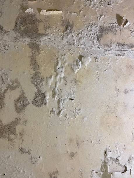 Best Black Mold Removal  in Chena Ridge, AK
