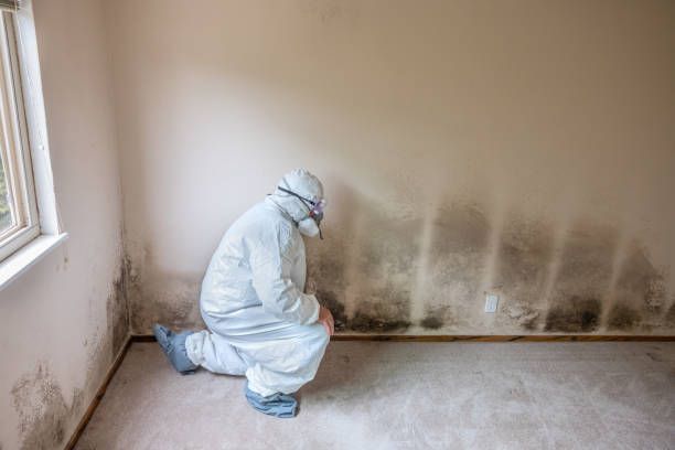 Best Local Mold Removal Service  in Chena Ridge, AK