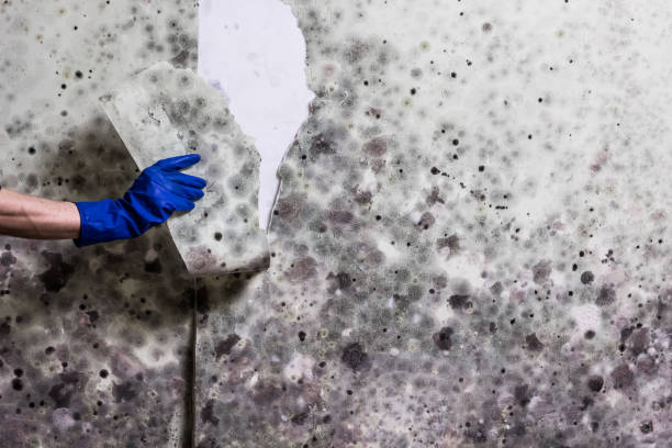 Best Toxic Mold Removal  in Chena Ridge, AK