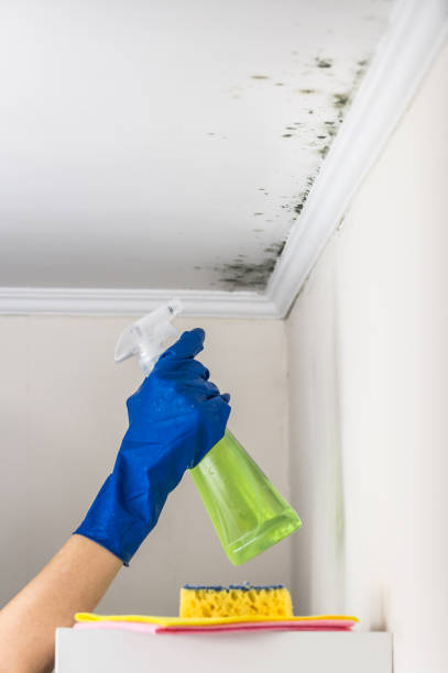 Best Commercial Mold Removal  in Chena Ridge, AK