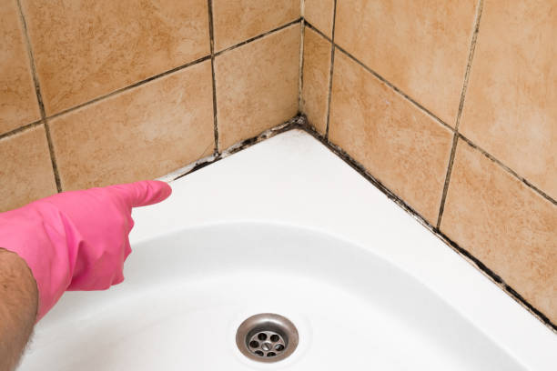 Best Home Mold Removal  in Chena Ridge, AK